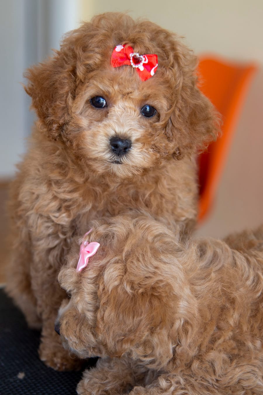 Happy client dog