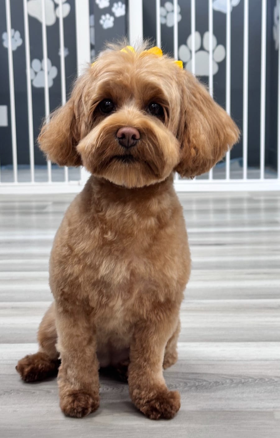 Happy client dog