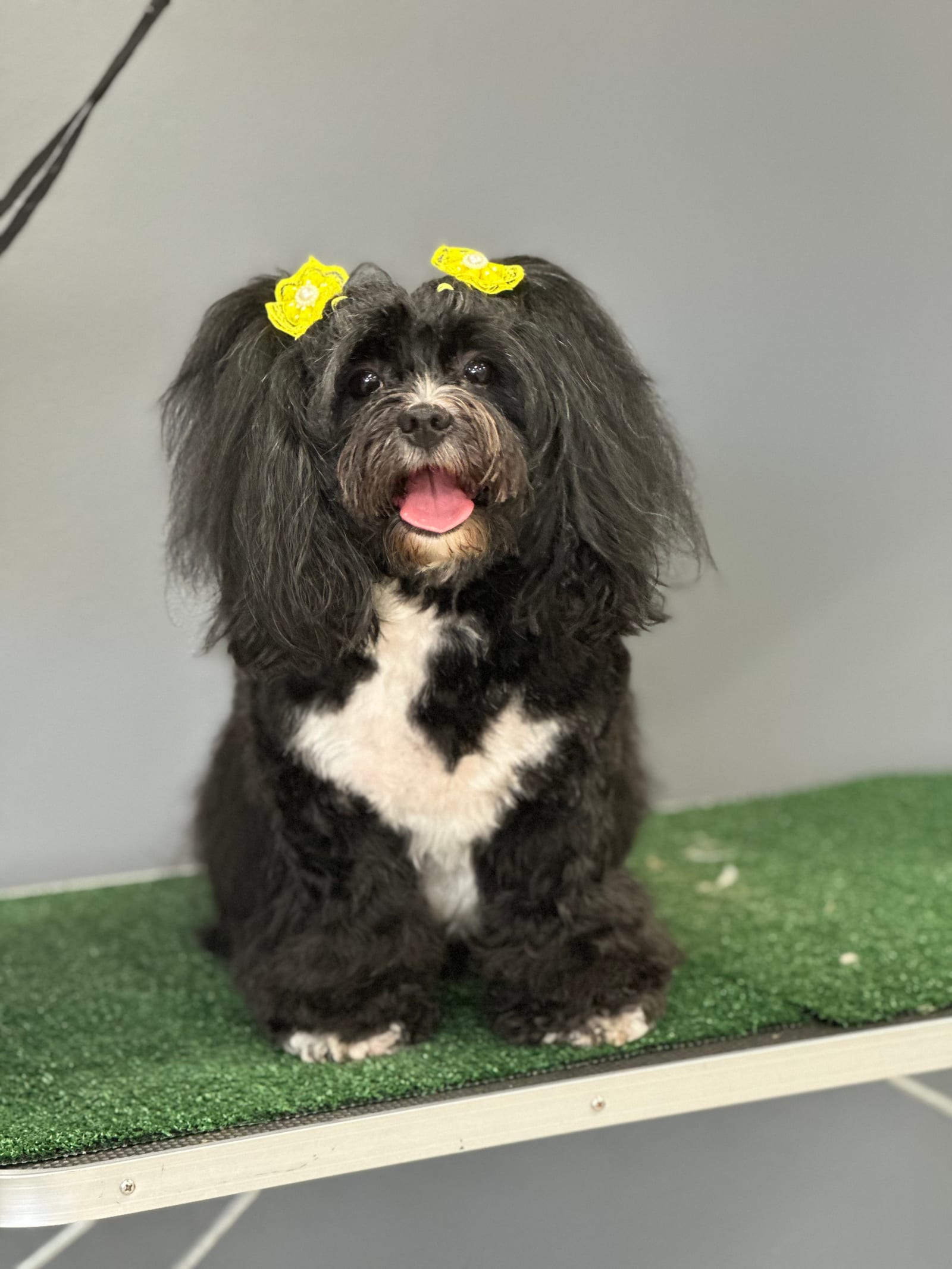 Groomed & Captured