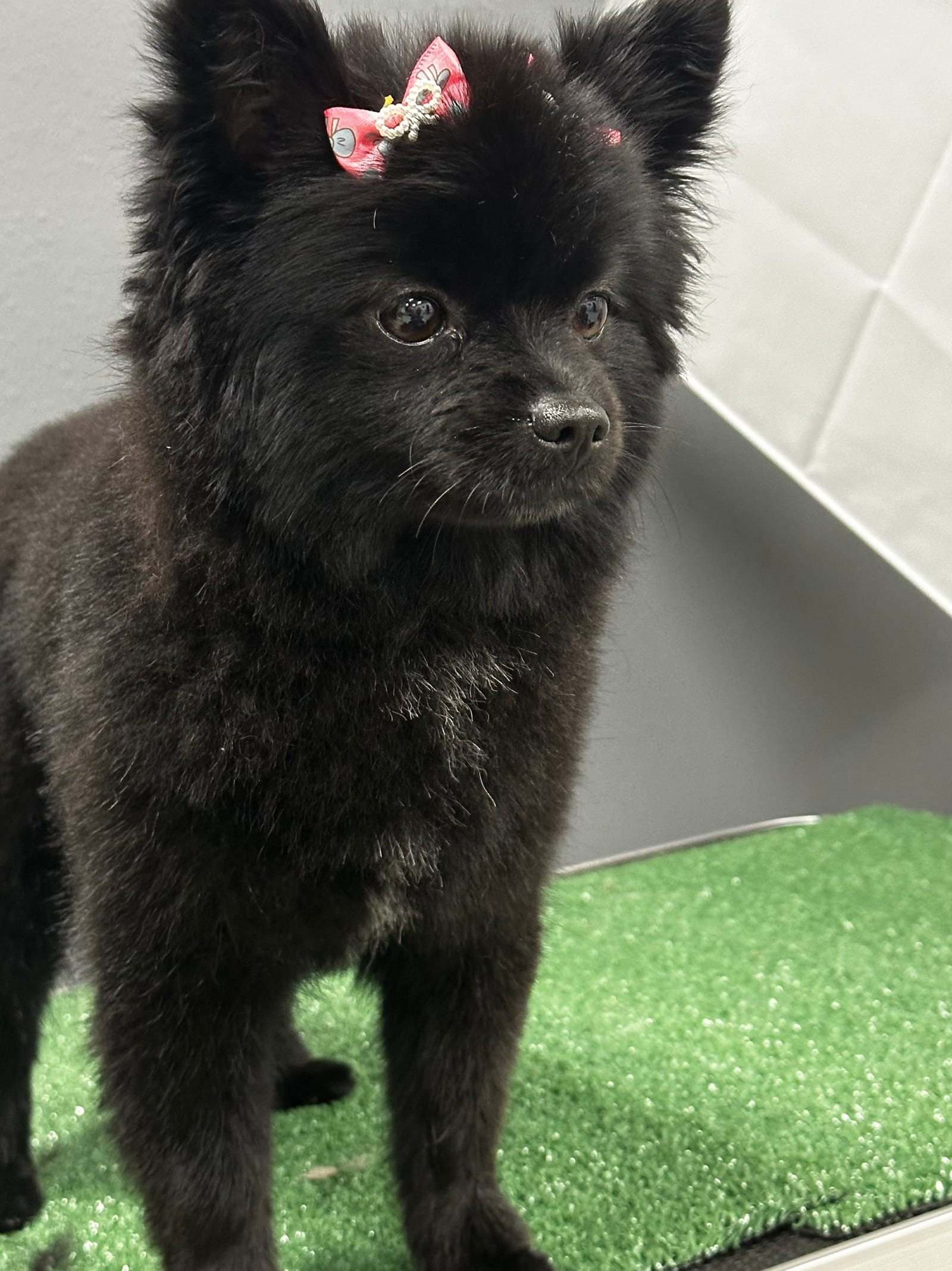 Groomed & Captured