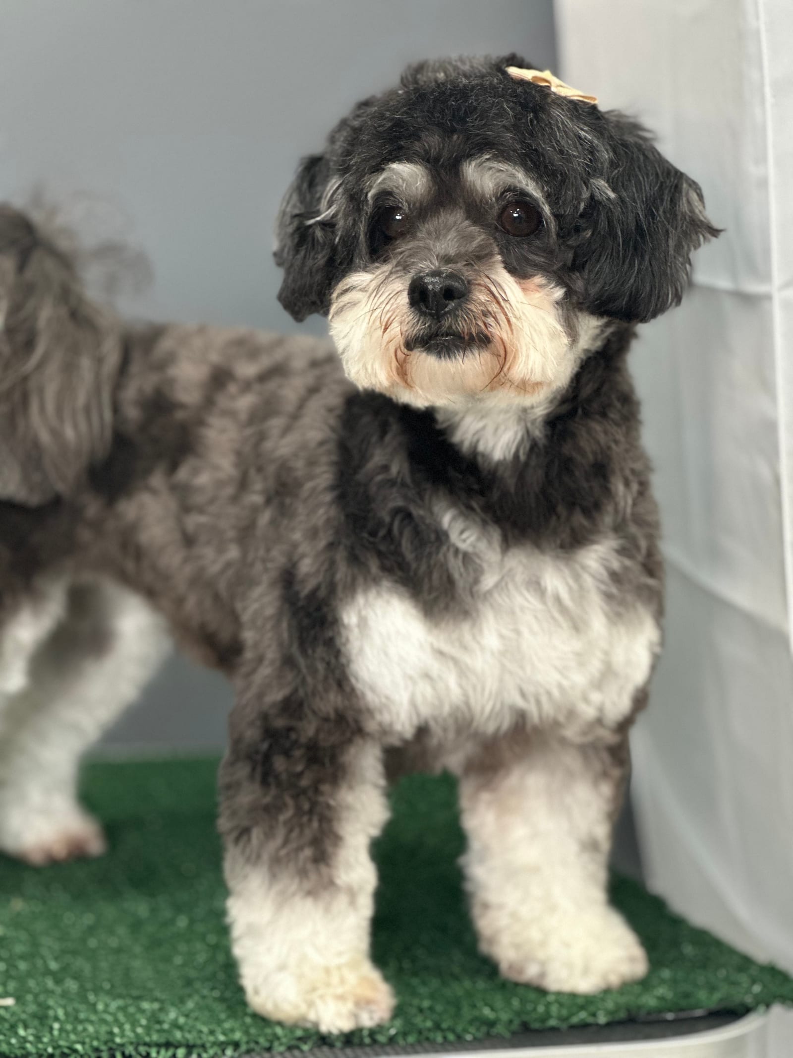 Groomed & Captured