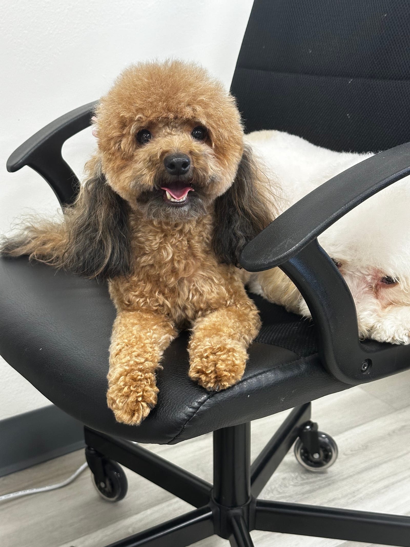 Groomed & Captured