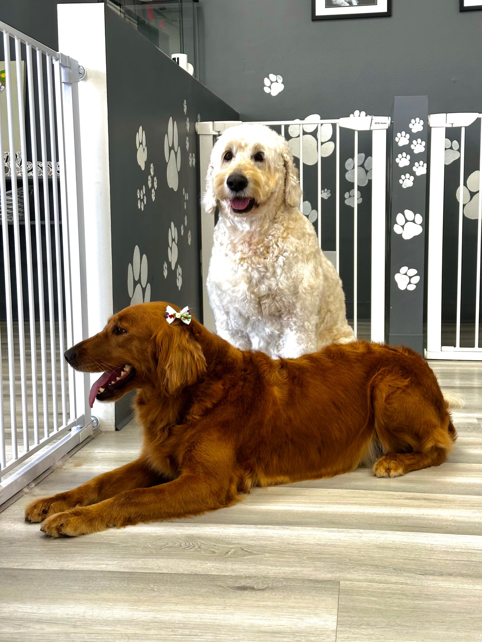 Groomed & Captured