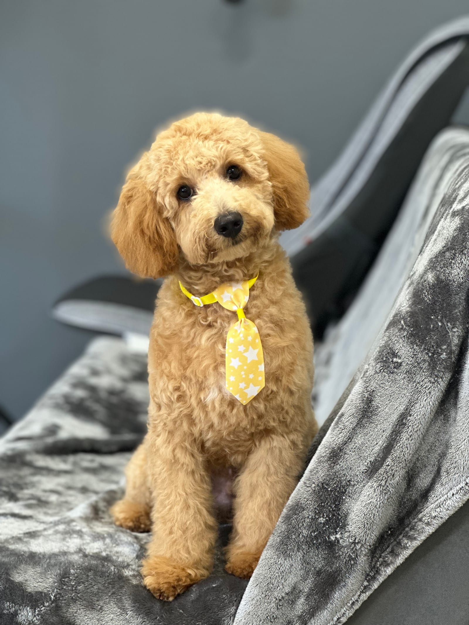 Groomed & Captured