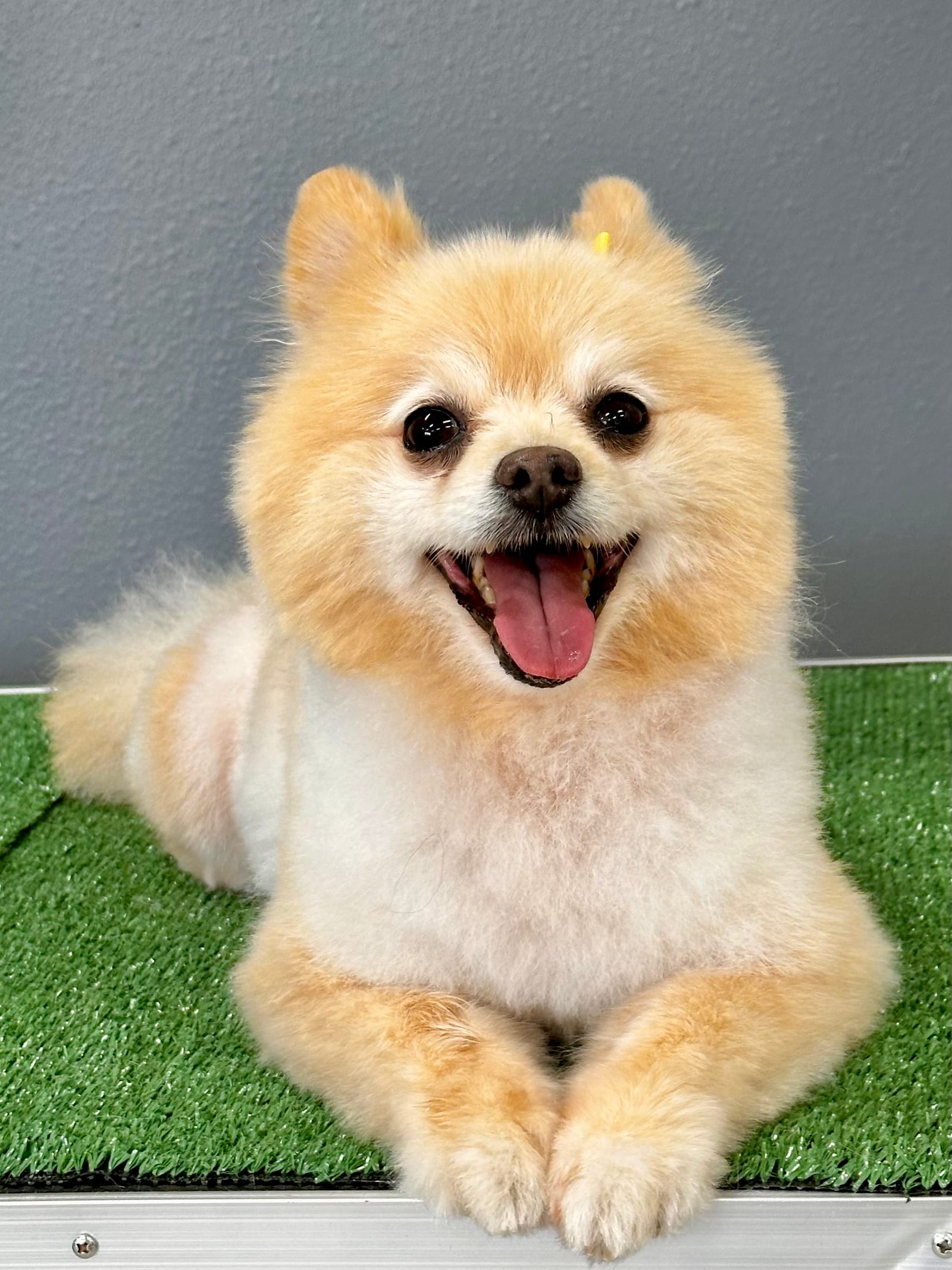 Groomed & Captured