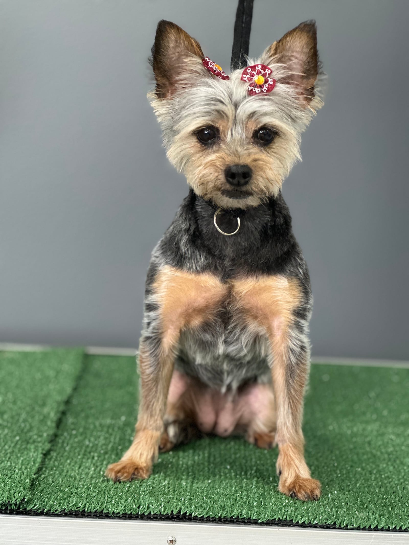 Groomed & Captured