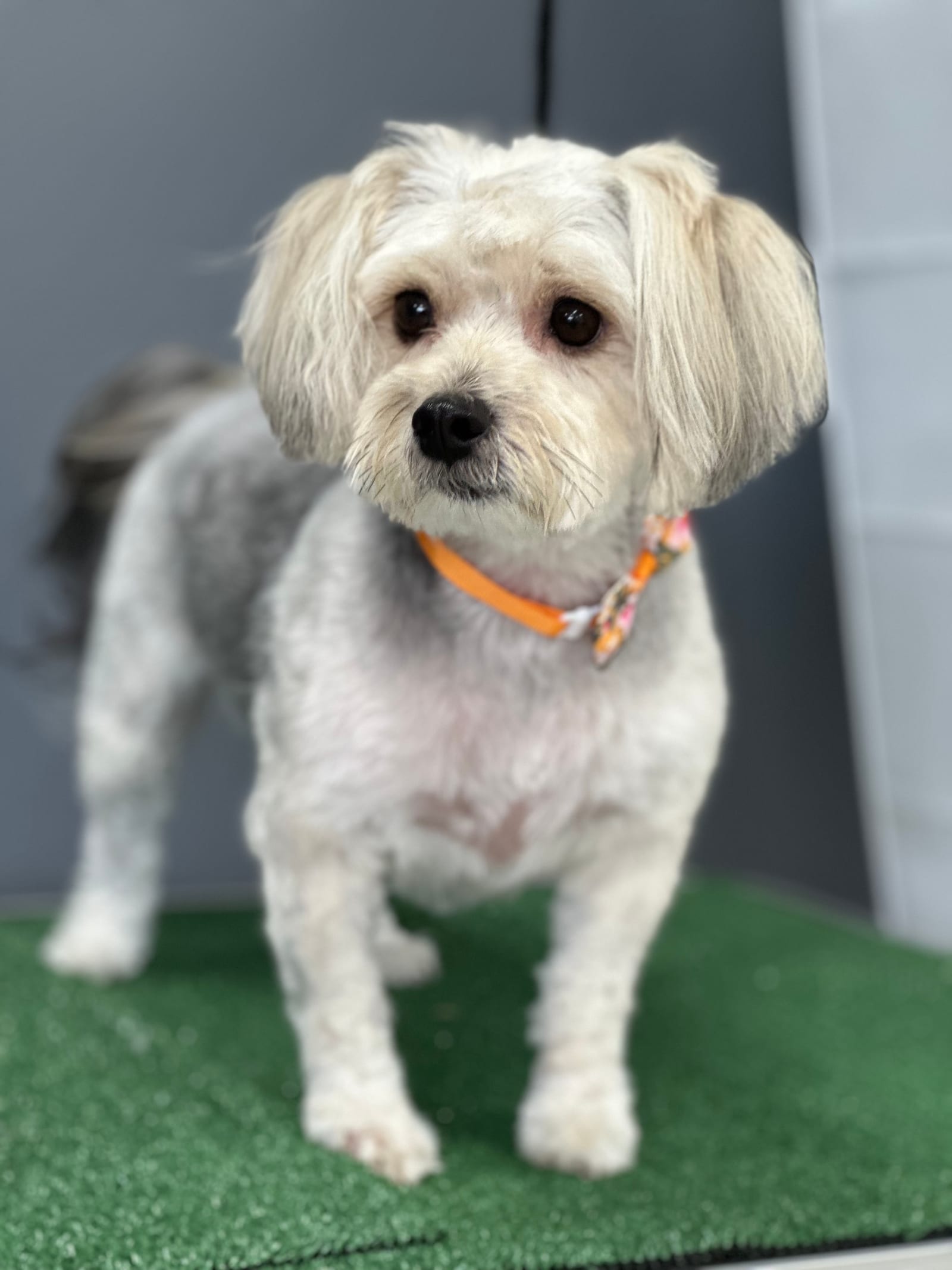 Groomed & Captured