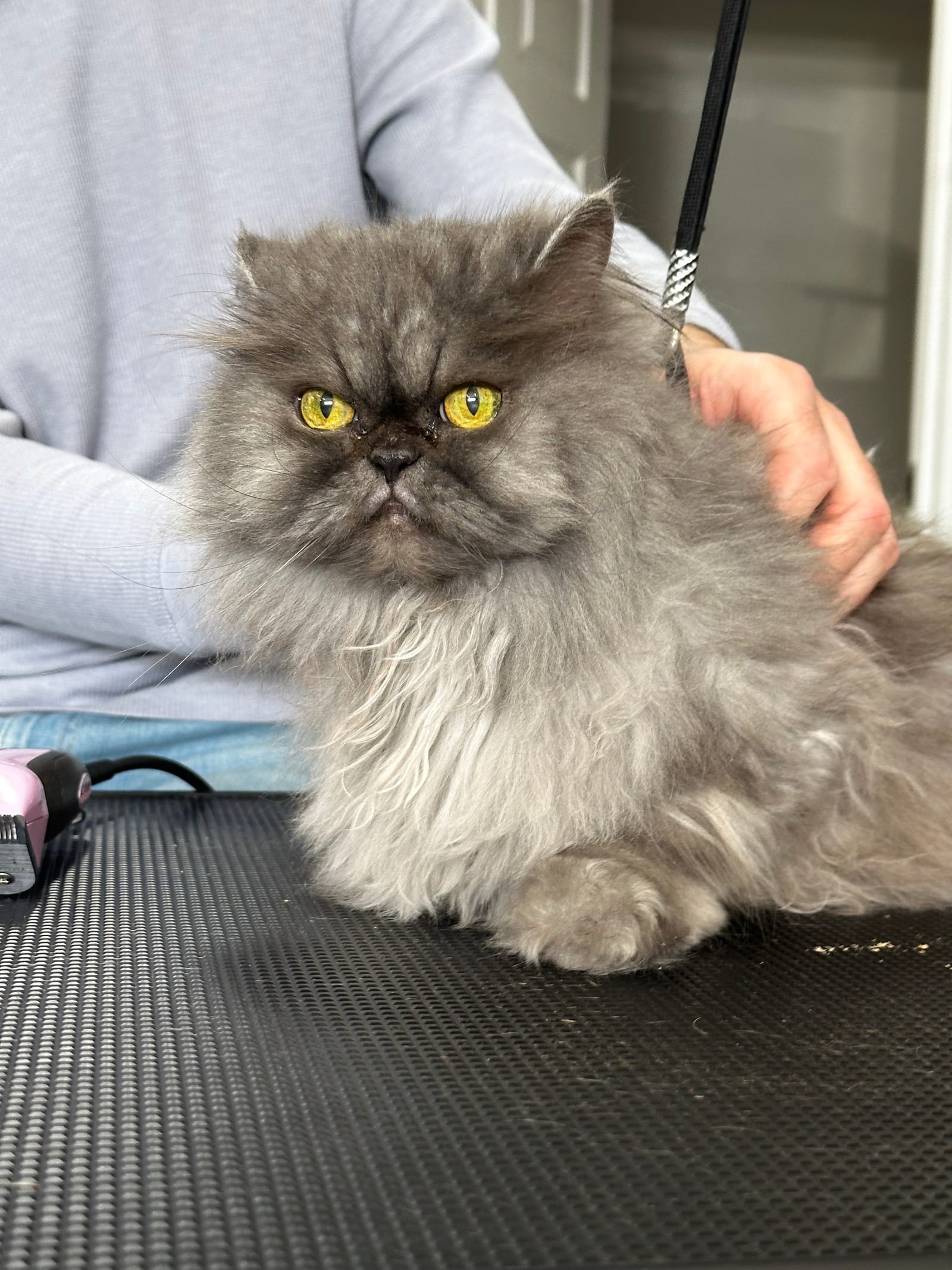 Groomed & Captured