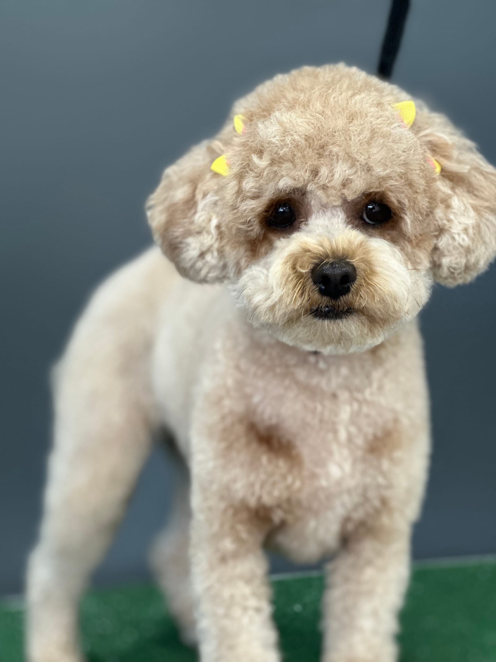 Groomed & Captured