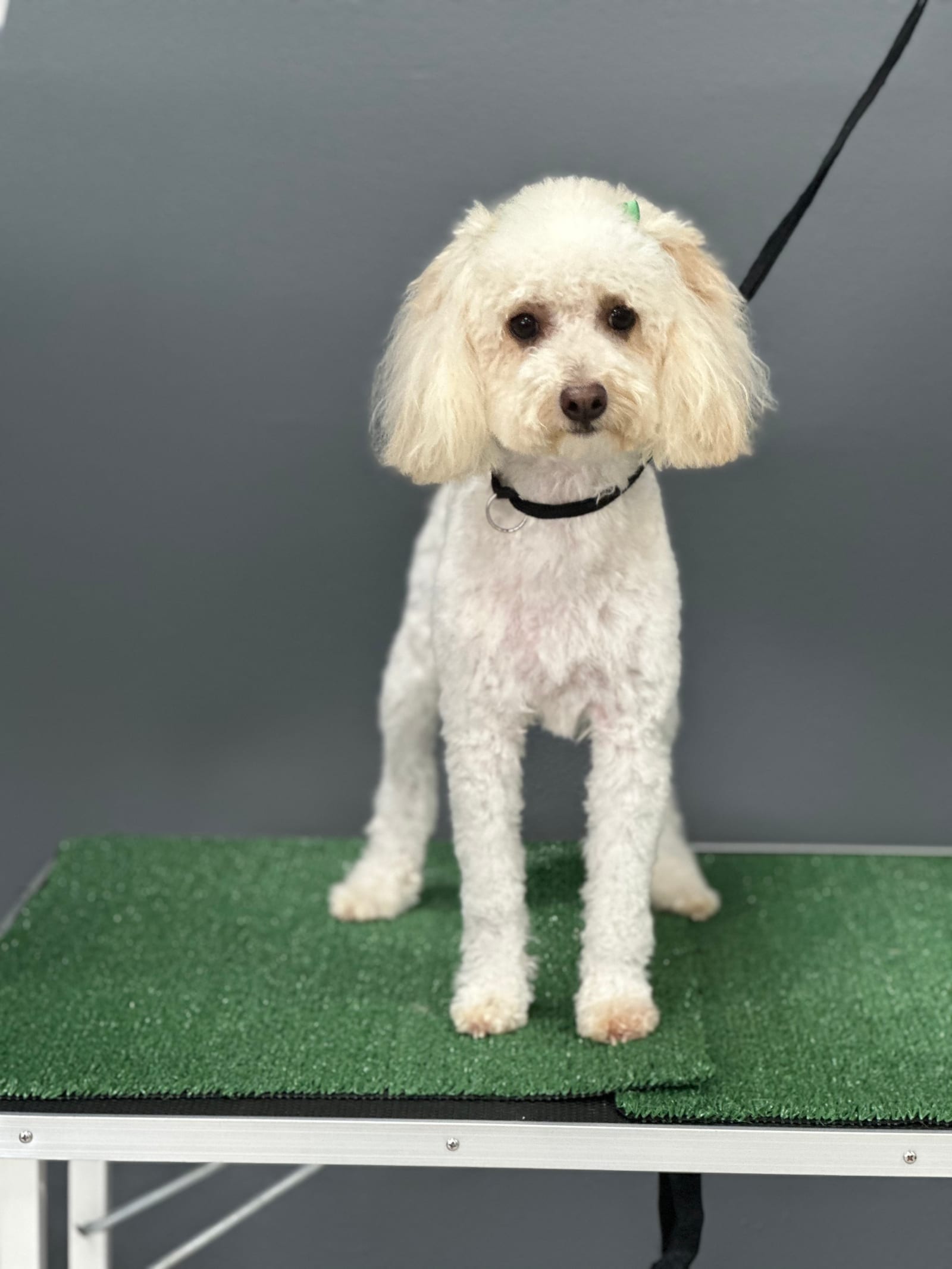 Groomed & Captured