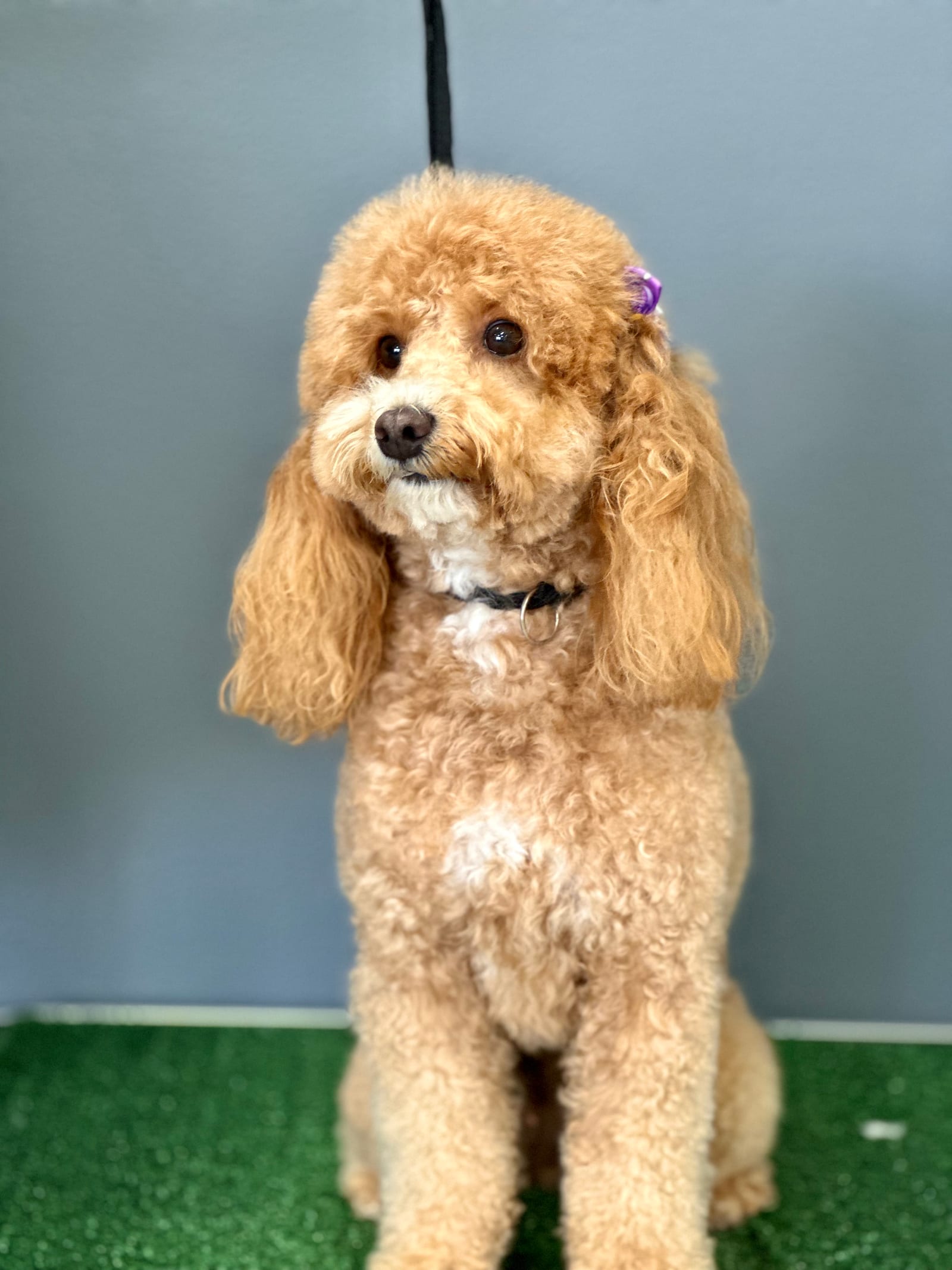 Groomed & Captured