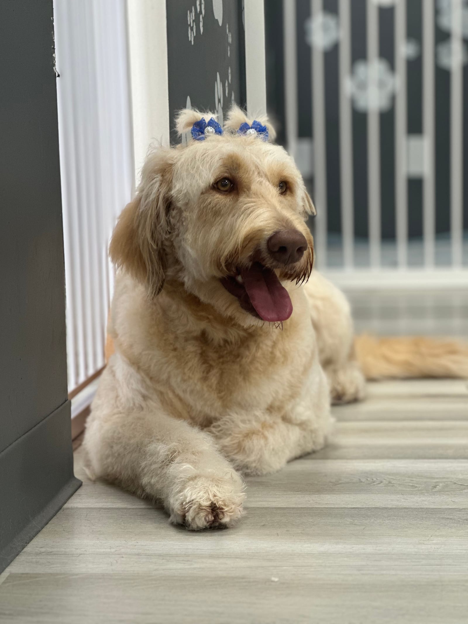 Groomed & Captured