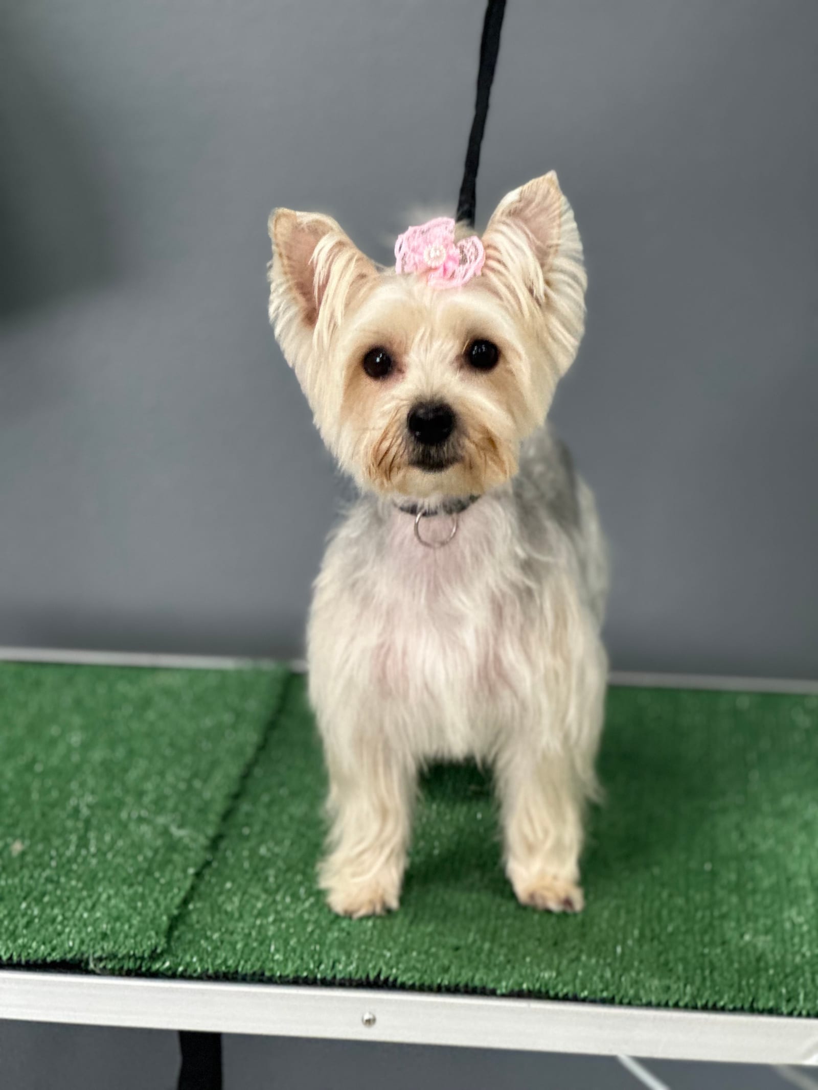 Groomed & Captured