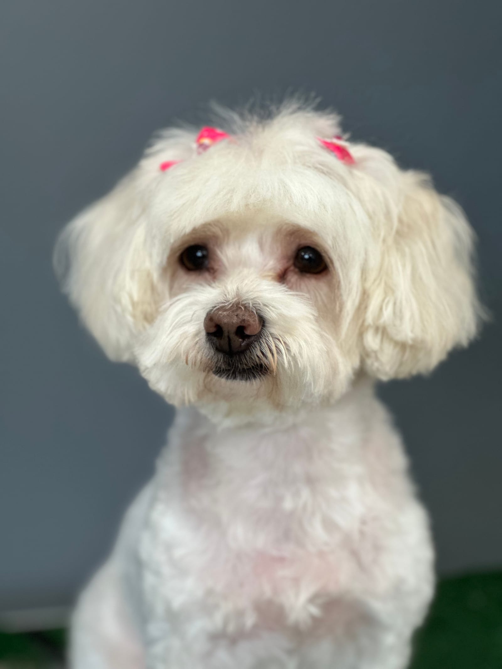 Groomed & Captured
