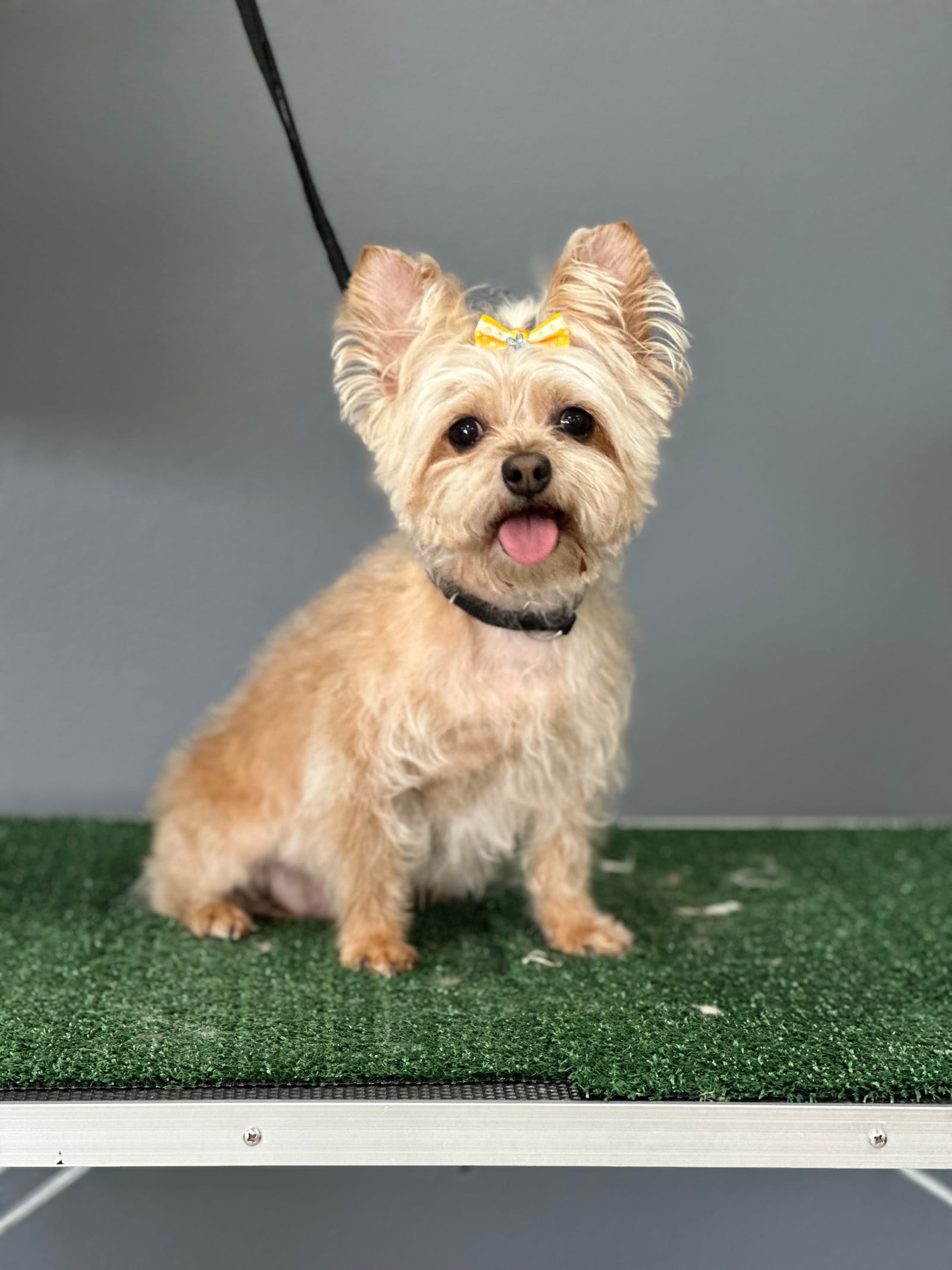 Groomed & Captured
