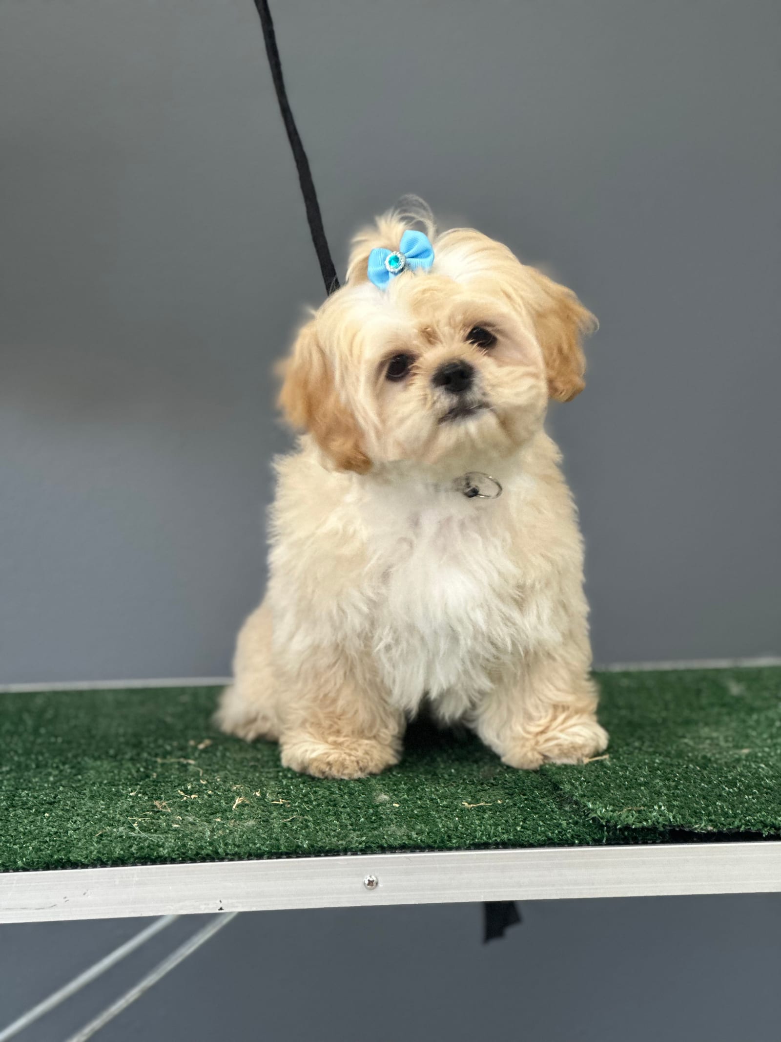Groomed & Captured