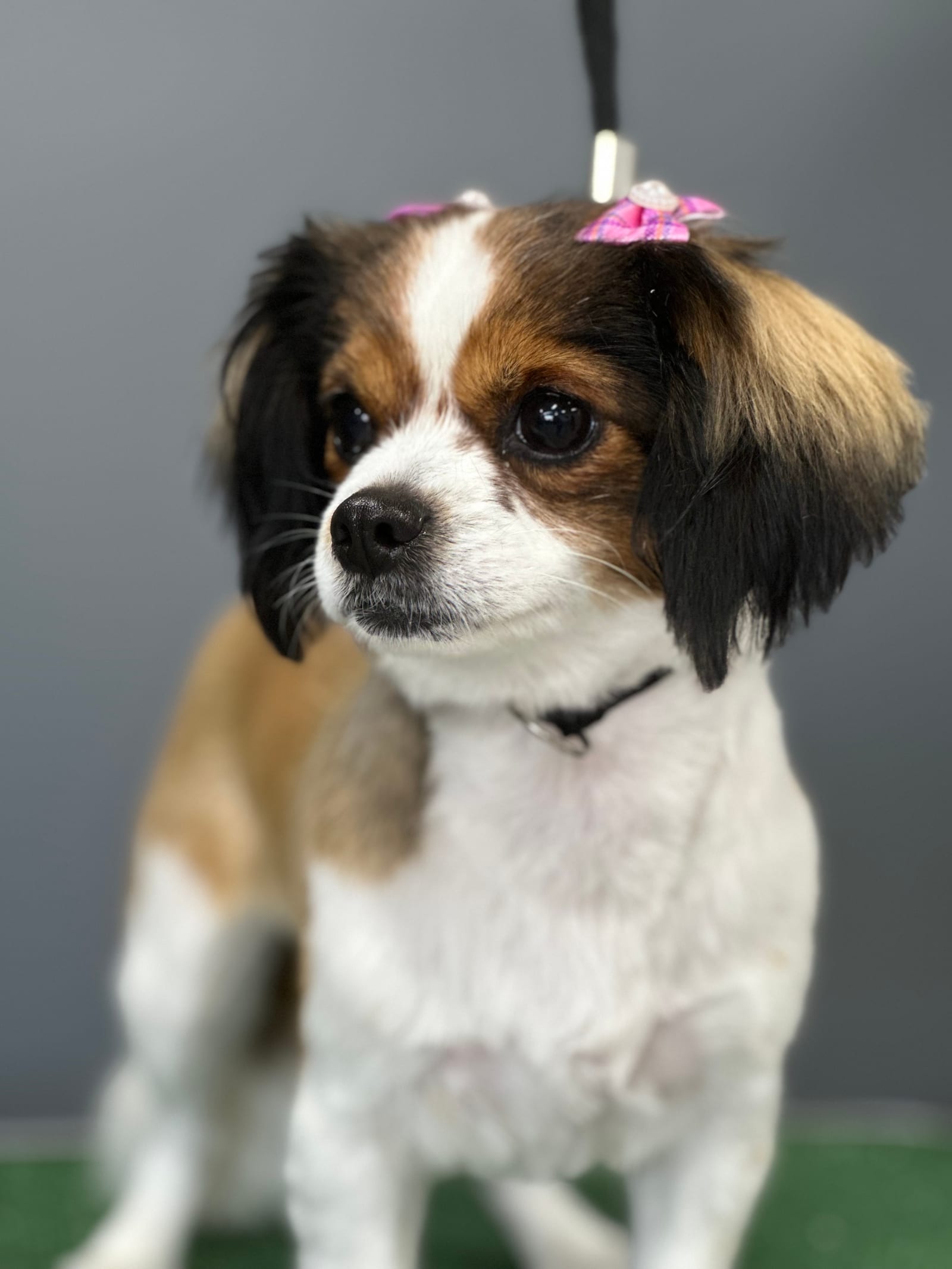 Groomed & Captured