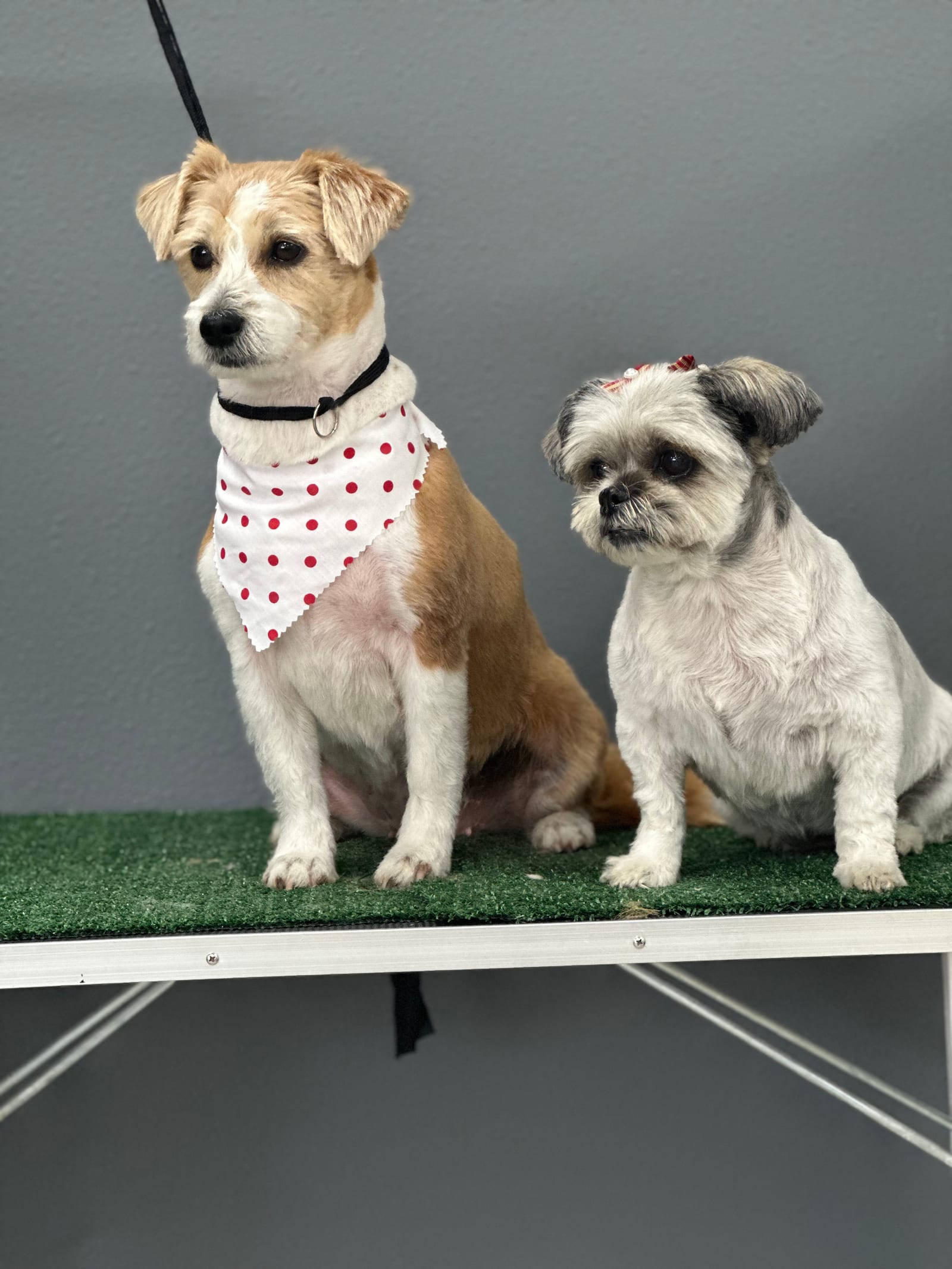Groomed & Captured