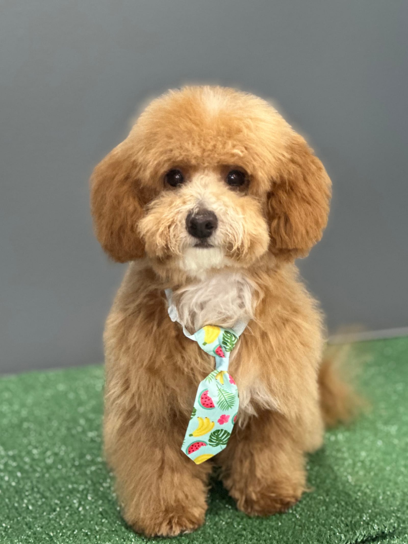 Groomed & Captured