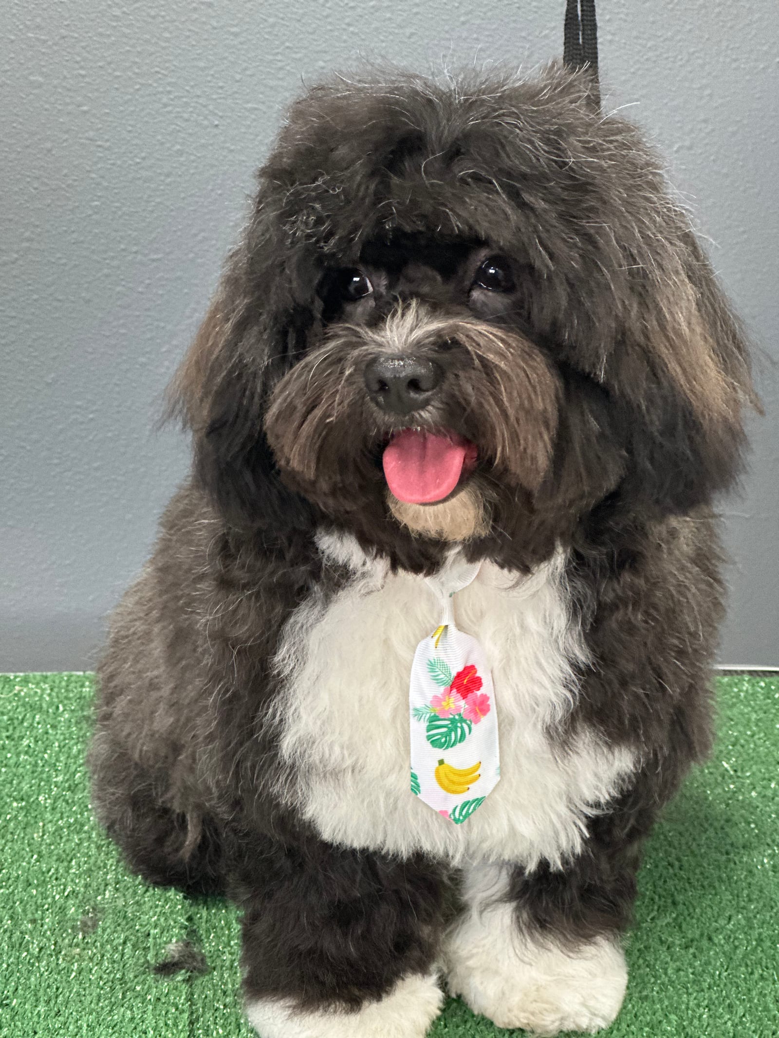 Groomed & Captured