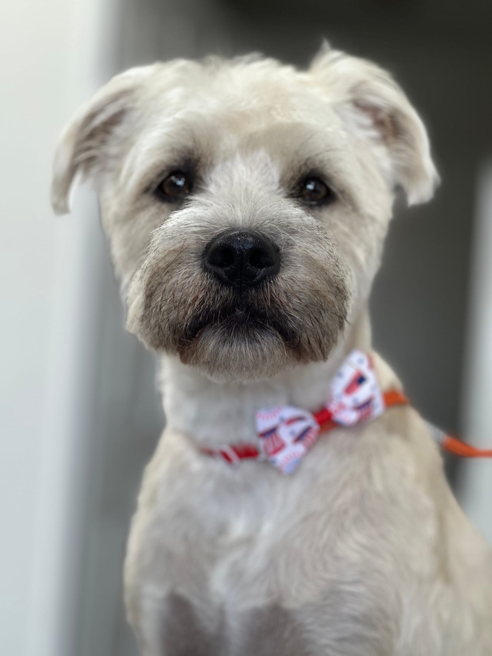 Groomed & Captured