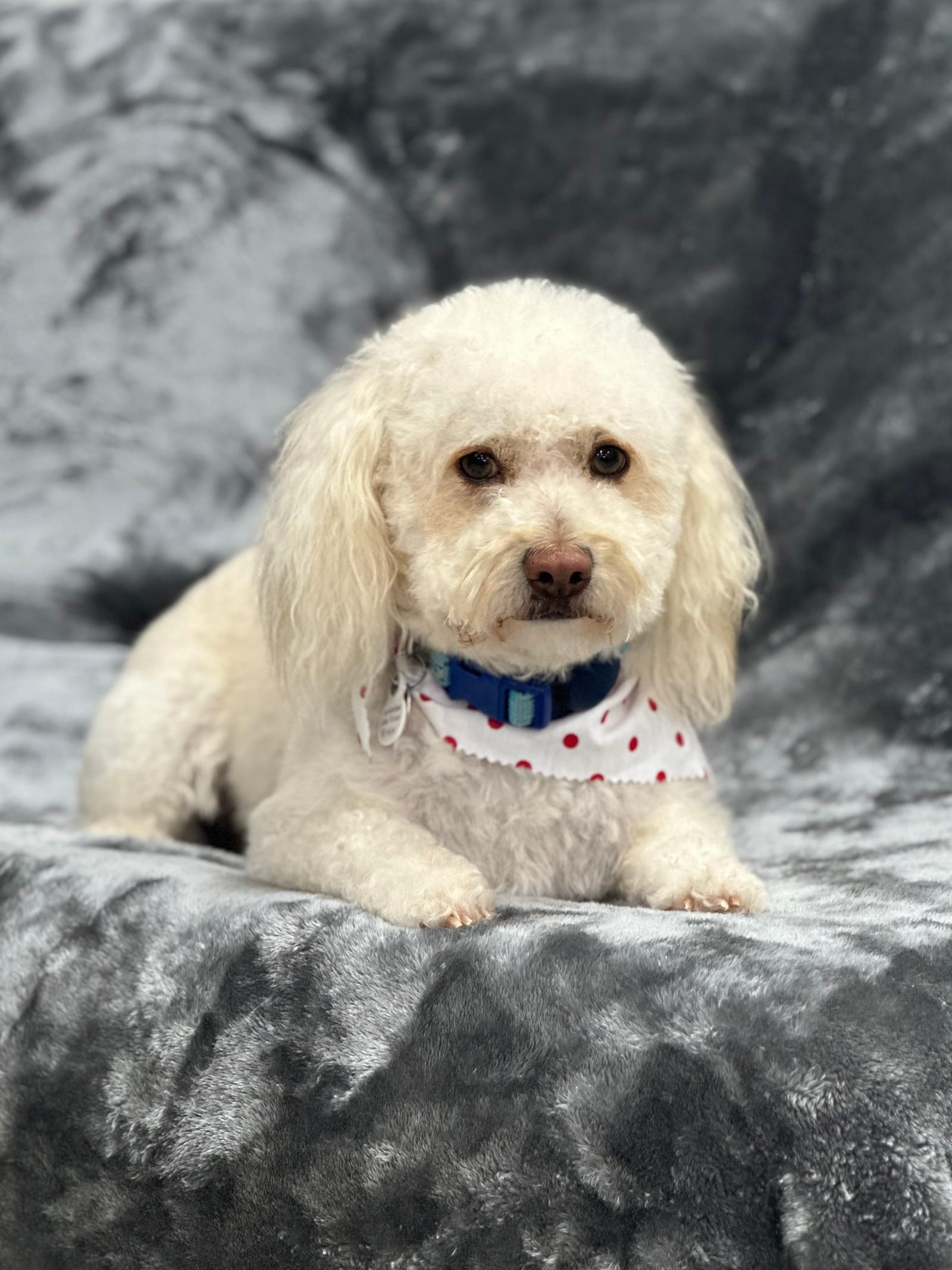 Groomed & Captured
