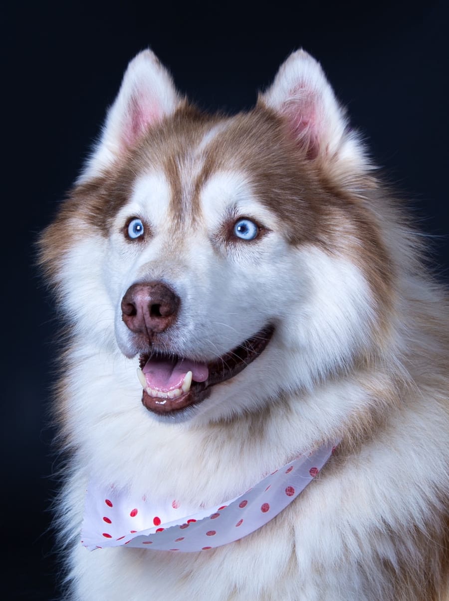 Our Furry Friends