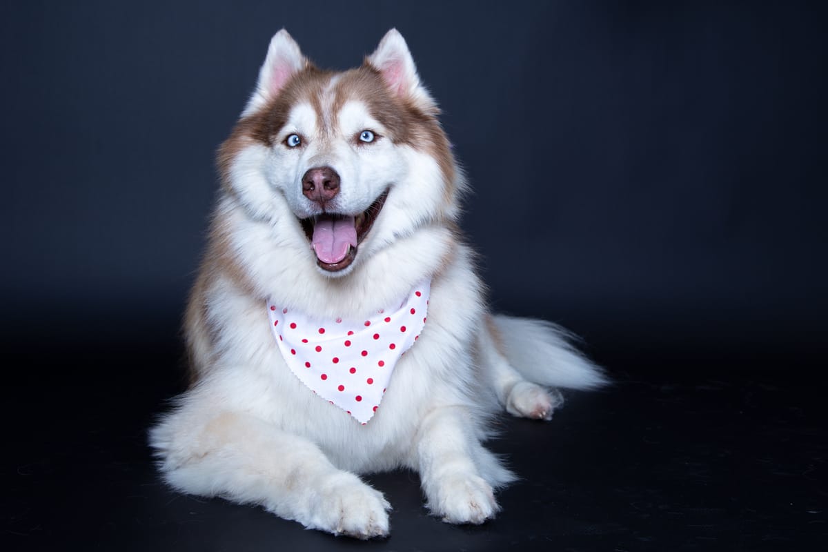 Husky named Omega